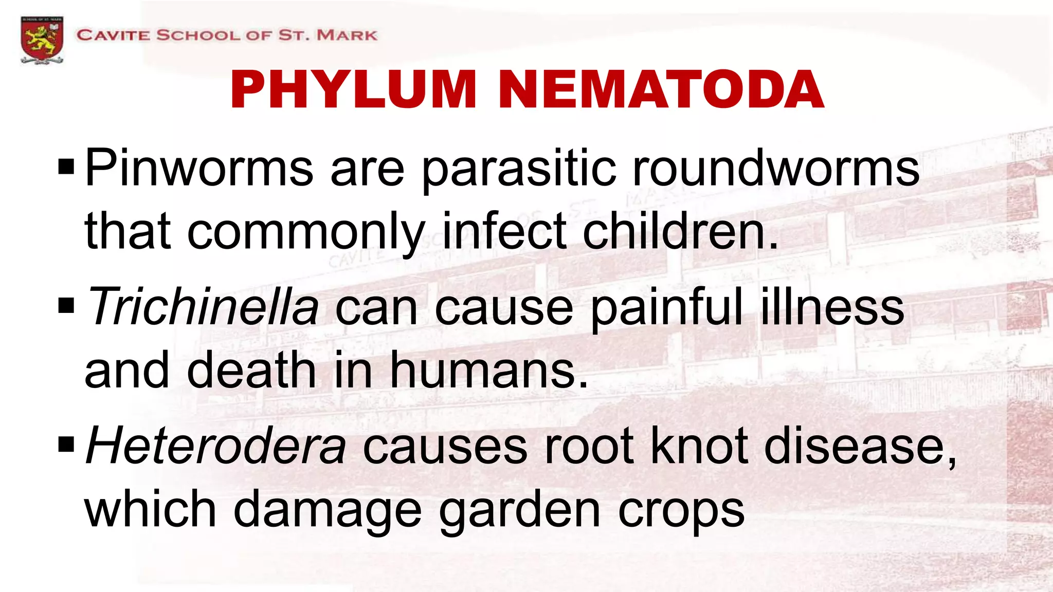 PHYLUM NEMATODA
Pinworms are parasitic roundworms
that commonly infect children.
Trichinella can cause painful illness
and death in humans.
Heterodera causes root knot disease,
which damage garden crops
 