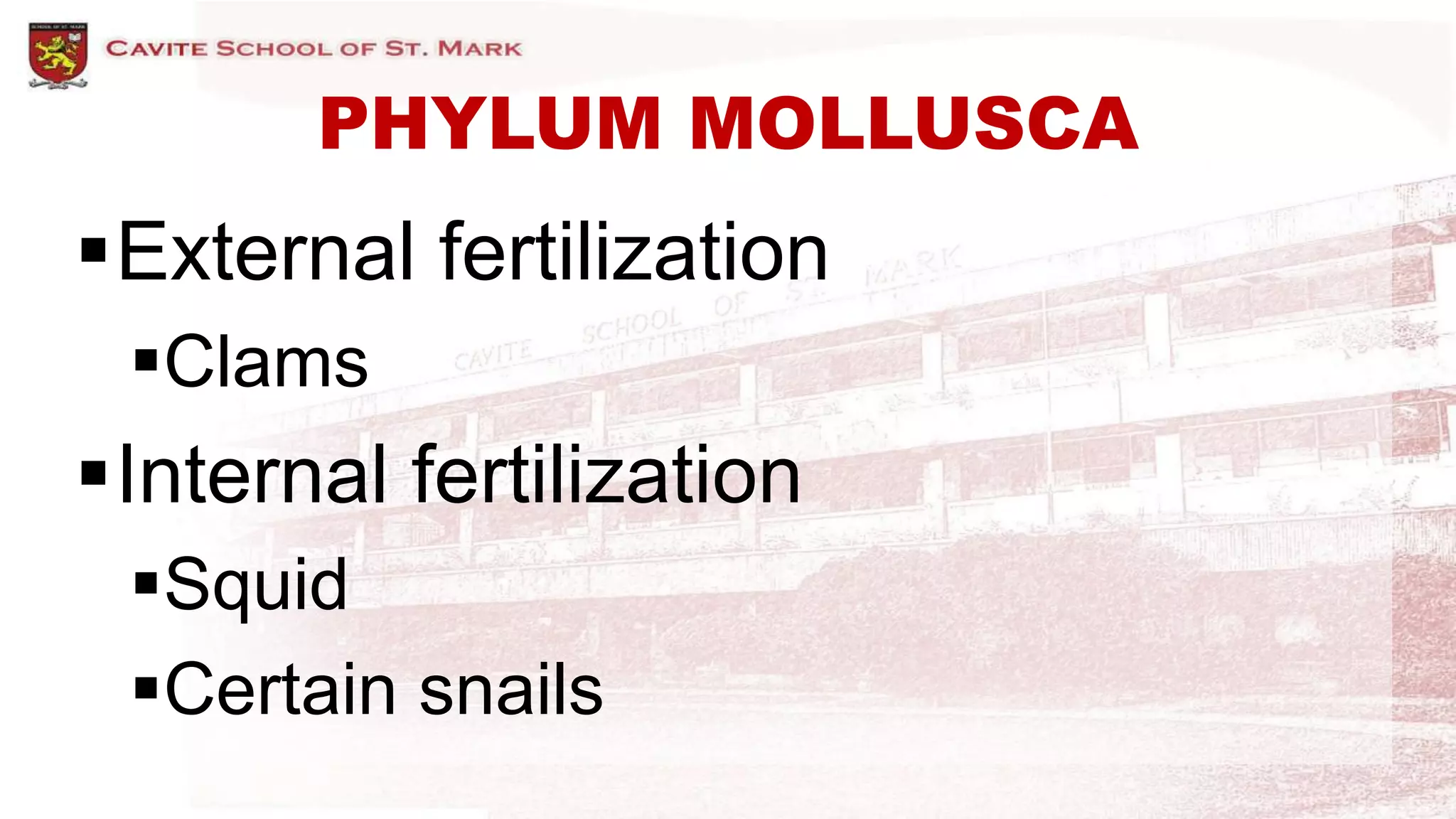PHYLUM MOLLUSCA
External fertilization
Clams
Internal fertilization
Squid
Certain snails
 