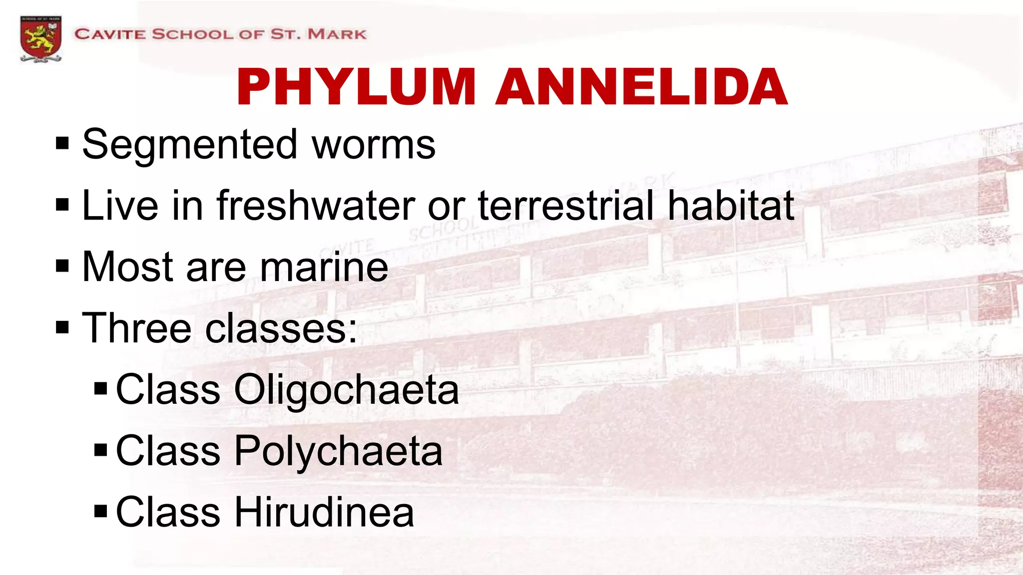 PHYLUM ANNELIDA
 Segmented worms
 Live in freshwater or terrestrial habitat
 Most are marine
 Three classes:
Class Oligochaeta
Class Polychaeta
Class Hirudinea
 