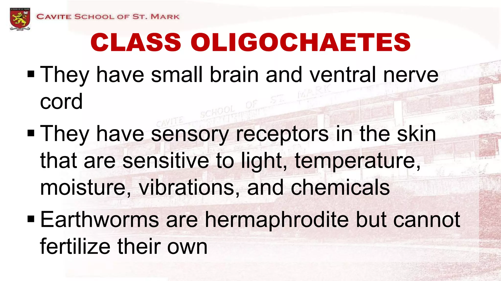 CLASS OLIGOCHAETES
 They have small brain and ventral nerve
cord
 They have sensory receptors in the skin
that are sensitive to light, temperature,
moisture, vibrations, and chemicals
 Earthworms are hermaphrodite but cannot
fertilize their own
 