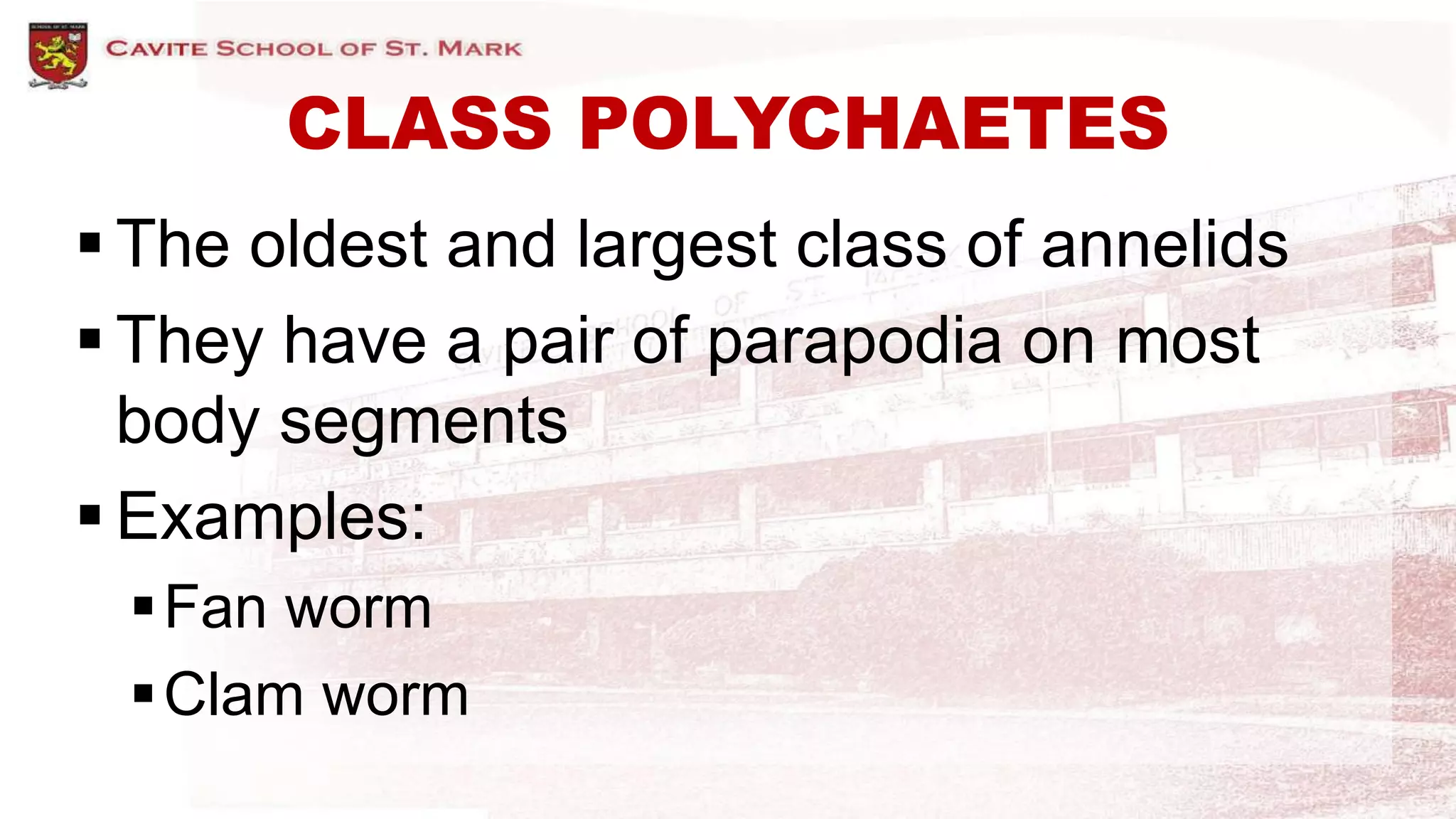CLASS POLYCHAETES
 The oldest and largest class of annelids
 They have a pair of parapodia on most
body segments
 Examples:
Fan worm
Clam worm
 