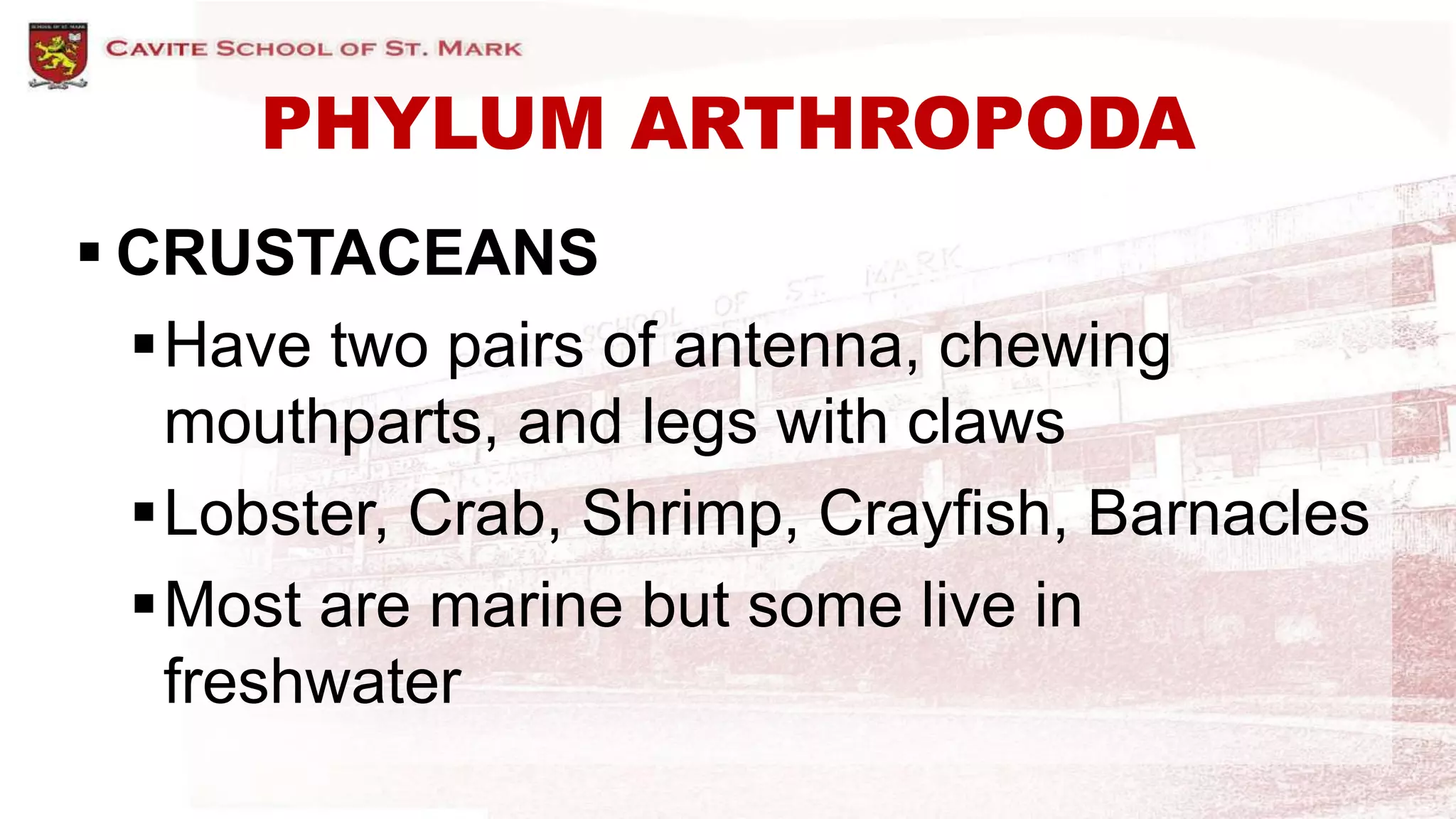PHYLUM ARTHROPODA
 CRUSTACEANS
Have two pairs of antenna, chewing
mouthparts, and legs with claws
Lobster, Crab, Shrimp, Crayfish, Barnacles
Most are marine but some live in
freshwater
 