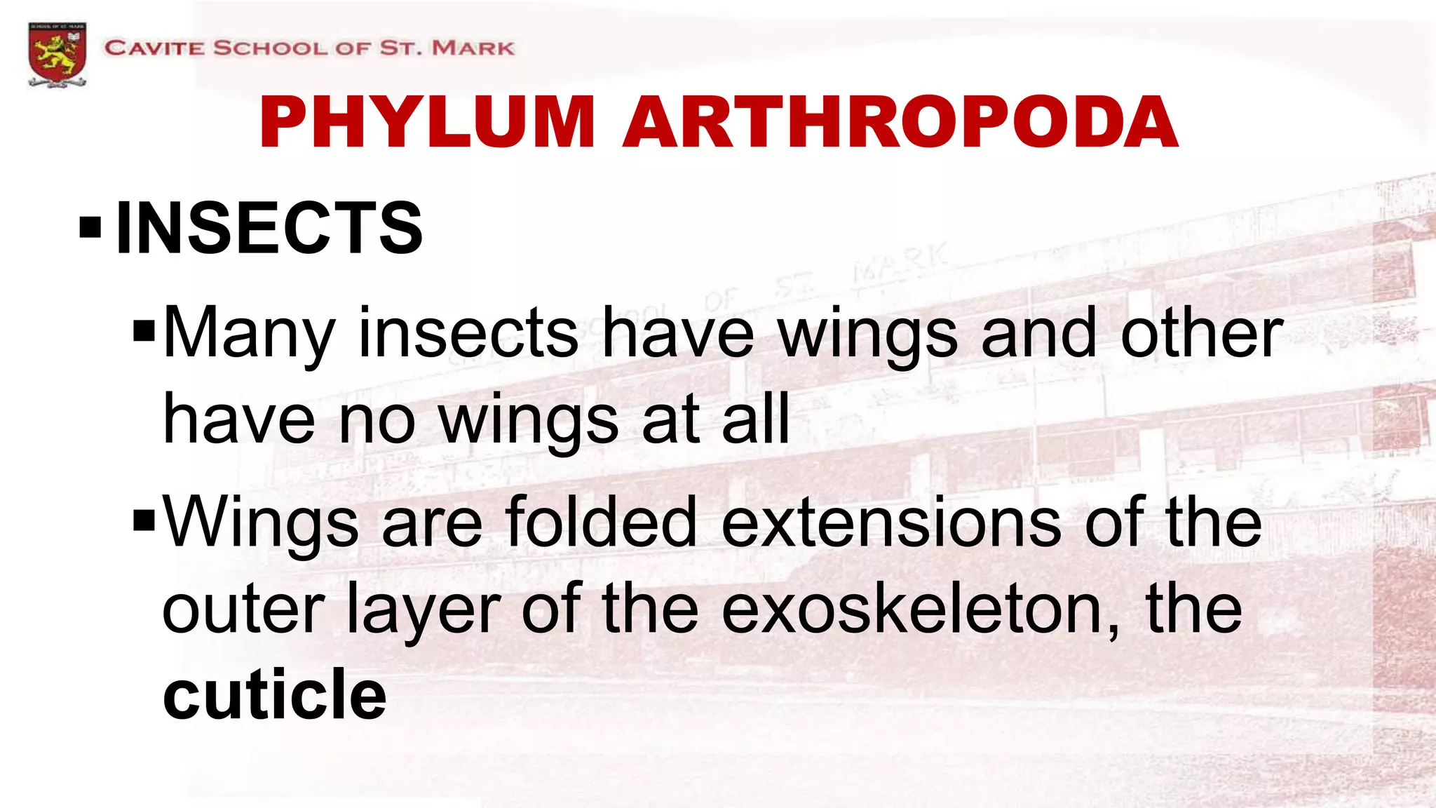 PHYLUM ARTHROPODA
INSECTS
Many insects have wings and other
have no wings at all
Wings are folded extensions of the
outer layer of the exoskeleton, the
cuticle
 