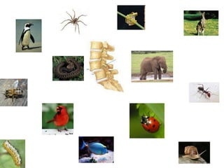 4th science animals pp20,21