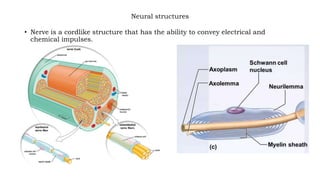 Neural structures
• Nerve is a cordlike structure that has the ability to convey electrical and
chemical impulses.
 