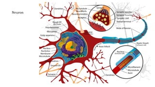 Neuron
 