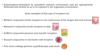 • Exteroceptors-stimulated by immediate external environment and are appropriately
fashioned and located so as to be exposed to the organisms environment.
Some examples of this type of receptors are:
• Merkel’s corpuscles-tactile receptors in the submucosa of the tongue and oral mucosa.
• Meissner’s corpuscles-tactile receptors in skin.
• Ruffini’s corpuscles-pressure and warmth receptors.
• Krause’s corpuscles or end-bulbs-cold receptors.
• Free nerve endings-perceive superficial pain and touch.
 