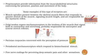 • Proprioceptors provide information from the musculoskeletal structures
concerning the presence, position and movement of the body.
Some examples of this type of receptors are:
• Muscle spindles present between the skeletal muscle fibers that responds to
passive stretch of the muscle, signaling muscle length, and are responsible for
the myotactic reflex.
• Golgi tendon organs mechanoreceptors in the tendons of the muscle that signal
both in contraction and stretching, probably responsible for nociceptive and
inverse stretch reflexes.
• Pacinian corpuscles concerned with the perception of pressure
• Periodontal mechanoreceptors which respond to biomechanical stimuli.
• Free nerve endings for perceiving deep somatic pain and other sensations.
 
