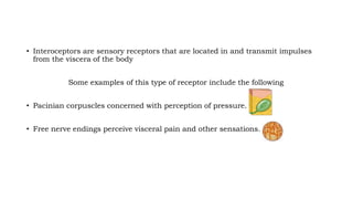• Interoceptors are sensory receptors that are located in and transmit impulses
from the viscera of the body
Some examples of this type of receptor include the following
• Pacinian corpuscles concerned with perception of pressure.
• Free nerve endings perceive visceral pain and other sensations.
 