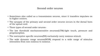 Second order neuron
• Sometimes also called as a transmission neuron, since it transfers impulses on
to higher centers.
• The synapse of the primary and second order neuron occurs in the dorsal horn
of the spinal cord.
• Three types of second order neuron-
• The low threshold mechanosensitive neurons(LTM)-light touch, pressure and
proprioception.
• The nociceptive specific neurons(NS) exclusively carry noxious stimuli.
• The wide dynamic range neuron(WDR) respond to a wide range of stimulus
intensities from non noxious to noxious.
 