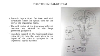 THE TRIGEMINAL SYSTEM
• Somatic input from the face and oral
structures enter the spinal cord by the
way of the trigeminal nerve.
• The cell bodies of the trigeminal afferent
neurons are located in the large
gasserian gangelion.
• Impulses carried by the trigeminal nerve
enter directly into the brain stem in the
region of the pons to synapse in the
trigeminal spinal nucleus.
 