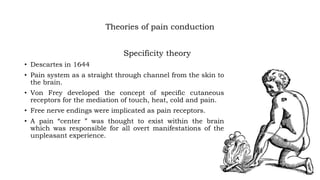 Theories of pain conduction
Specificity theory
• Descartes in 1644
• Pain system as a straight through channel from the skin to
the brain.
• Von Frey developed the concept of specific cutaneous
receptors for the mediation of touch, heat, cold and pain.
• Free nerve endings were implicated as pain receptors.
• A pain “center ” was thought to exist within the brain
which was responsible for all overt manifestations of the
unpleasant experience.
 