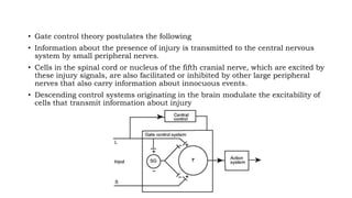 • Gate control theory postulates the following
• Information about the presence of injury is transmitted to the central nervous
system by small peripheral nerves.
• Cells in the spinal cord or nucleus of the fifth cranial nerve, which are excited by
these injury signals, are also facilitated or inhibited by other large peripheral
nerves that also carry information about innocuous events.
• Descending control systems originating in the brain modulate the excitability of
cells that transmit information about injury
 