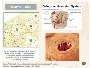 4TH SEMINAR bone physiology.pptx