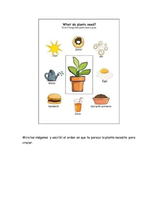 Mira las imágenes y escribí el orden en que te parece la planta necesita para
crecer.
 