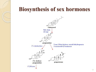 Biosynthesis of sex hormones
11
 