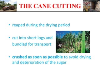 • reaped during the drying period
• cut into short logs and
bundled for transport
• crushed as soon as possible to avoid drying
and deterioration of the sugar
THE CANE CUTTING
 