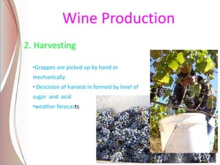 Wine Production
2. Harvesting
•Grappes are picked up by hand or
mechanically
• Descision of harvest in formed by level of
sugar and acid
•weather forecasts
 