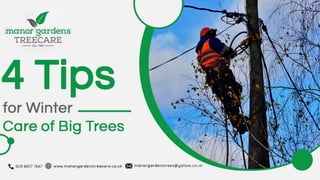 4 Tips for Winter Care of Big Trees.pptx