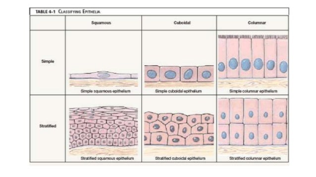 types of epithelial tissue