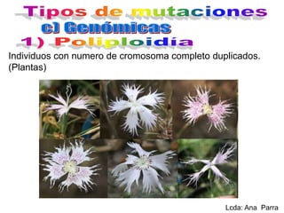 Individuos con numero de cromosoma completo duplicados.
(Plantas)

Lcda: Ana Parra

 