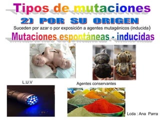 Suceden por azar o por exposición a agentes mutagénicos (inducida)

L.U.V

Agentes conservantes

Lcda : Ana Parra

 