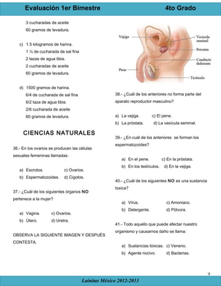 Evaluación 1er Bimestre 4to Grado
Lainitas México 2012-2013
9
3 cucharadas de aceite
60 gramos de levadura.
c) 1.5 kilogramos de harina.
1 ½ de cucharada de sal fina
2 tazas de agua tibia.
2 cucharadas de aceite
60 gramos de levadura.
d) 1500 gramos de harina.
6/4 de cucharada de sal fina
6/2 taza de agua tibia.
2/6 cucharada de aceite
60 gramos de levadura.
CIENCIAS NATURALES
36.- En los ovarios se producen las células
sexuales femeninas llamadas:
a) Escrotos. c) Ovarios.
b) Espermatozoides. d) Cigotos.
37.- ¿Cuál de los siguientes órganos NO
pertenece a la mujer?
a) Vagina. c) Ovarios.
b) Útero. d) Uretra.
OBSERVA LA SIGUIENTE IMAGEN Y DESPUÉS
CONTESTA.
38.- ¿Cuál de los anteriores no forma parte del
aparato reproductor masculino?
a) La vejiga. c) El pene.
b) La próstata. d) La vesícula seminal.
39.- ¿En cuál de los anteriores se forman los
espermatozoides?
a) En el pene. c) En la próstata.
b) En los testículos. d) En la vejiga.
40.- ¿Cuál de los siguientes NO es una sustancia
toxica?
a) Virus. c) Amoniaco.
b) Detergente. d) Pólvora.
41.- Todo aquello que puede afectar nuestro
organismo y causarnos daño se llama:
a) Sustancias tóxicas. c) Veneno.
b) Agente nocivo. d) Bacterias.
 