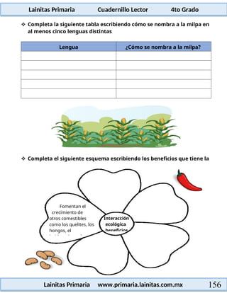 Lainitas Primaria Cuadernillo Lector 4to Grado
156
Lainitas Primaria www.primaria.lainitas.com.mx
 Completa la siguiente tabla escribiendo cómo se nombra a la milpa en
al menos cinco lenguas distintas
Lengua ¿Cómo se nombra a la milpa?
 Completa el siguiente esquema escribiendo los beneficios que tiene la
Interacción
ecológica
beneficios
Fomentan el
crecimiento de
otros comestibles
como los quelites, los
hongos, el
huitlacoche y plantas
 