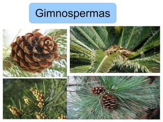 Gimnospermas
 