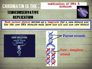Synthesis of Proteins or the Formation of the Conga Line | PDF