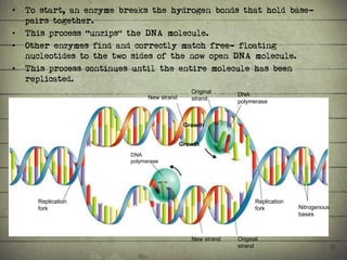 Synthesis of Proteins or the Formation of the Conga Line | PDF