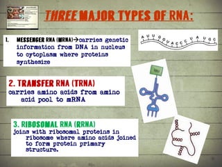 Synthesis of Proteins or the Formation of the Conga Line | PDF