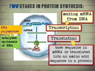 Synthesis of Proteins or the Formation of the Conga Line | PDF