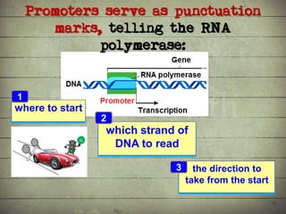 Synthesis of Proteins or the Formation of the Conga Line | PDF