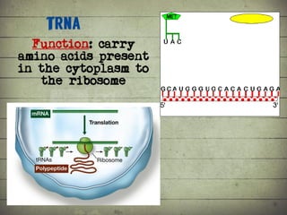 Synthesis of Proteins or the Formation of the Conga Line | PDF