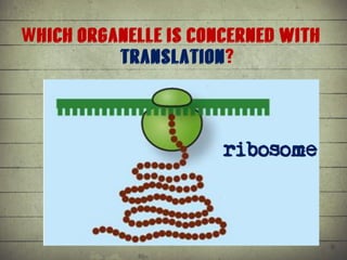 Synthesis of Proteins or the Formation of the Conga Line | PDF
