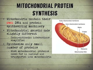 Synthesis of Proteins or the Formation of the Conga Line | PDF