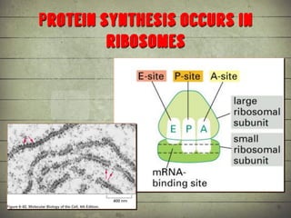 Synthesis of Proteins or the Formation of the Conga Line | PDF