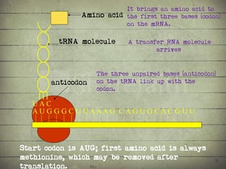 Synthesis of Proteins or the Formation of the Conga Line | PDF