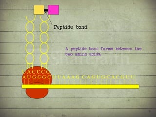 Synthesis of Proteins or the Formation of the Conga Line | PDF