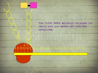 Synthesis of Proteins or the Formation of the Conga Line | PDF