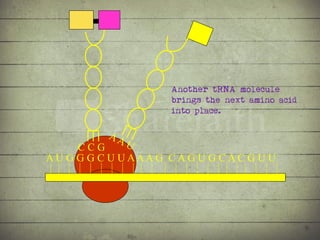 Synthesis of Proteins or the Formation of the Conga Line | PDF