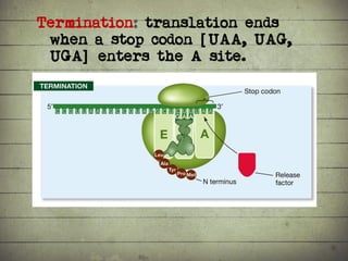 Synthesis of Proteins or the Formation of the Conga Line | PDF