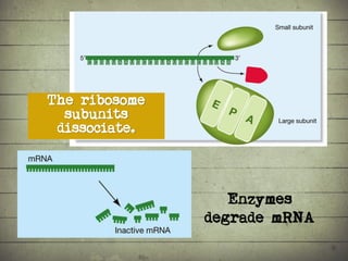 Synthesis of Proteins or the Formation of the Conga Line | PDF