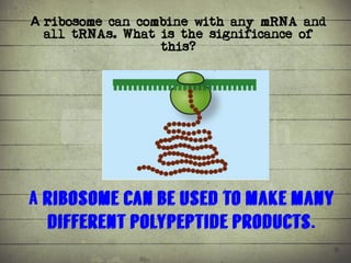 Synthesis of Proteins or the Formation of the Conga Line | PDF