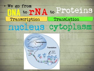 Synthesis of Proteins or the Formation of the Conga Line | PDF