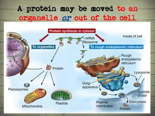 Synthesis of Proteins or the Formation of the Conga Line | PDF