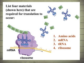 Synthesis of Proteins or the Formation of the Conga Line | PDF