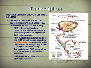 Synthesis of Proteins or the Formation of the Conga Line | PDF
