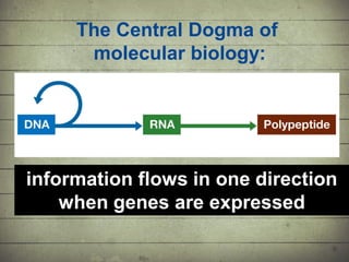 Synthesis of Proteins or the Formation of the Conga Line | PDF
